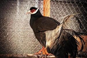 pheasant at the cage photo