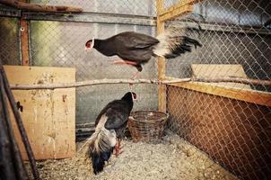 pheasant at the cage photo