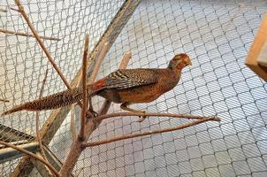 pheasant at the cage photo