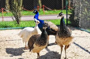 pheasant at the cage photo