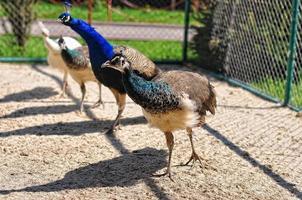 pheasant at the cage photo