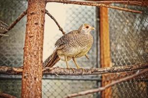 pheasant at the cage photo
