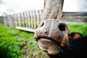 Funny nose of cow photo