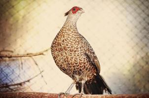 pheasant at the cage photo