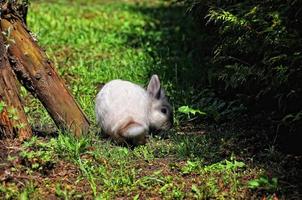 little white  rabbit on green grass photo