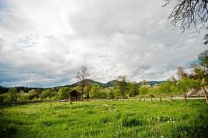 campo de diente de león con una cabaña de madera en la distancia foto