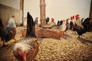 Chickens and roosters at cage photo