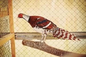 pheasant at the cage photo