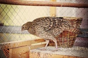 pheasant at the cage photo