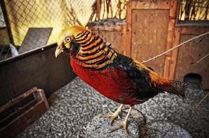 pheasant at the cage photo