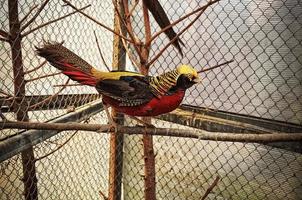 pheasant at the cage photo