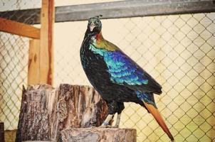 pheasant at the cage photo