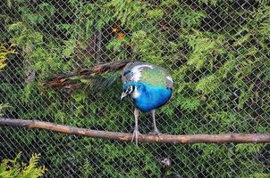 pheasant at the cage photo