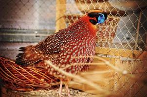 pheasant at the cage photo