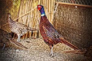 pheasant at the cage photo