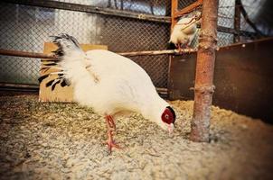 pheasant at the cage photo