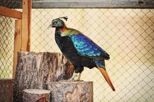pheasant at the cage photo
