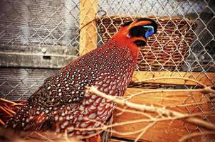 pheasant at the cage photo
