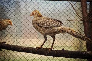 pheasant at the cage photo