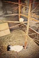 pheasant at the cage photo