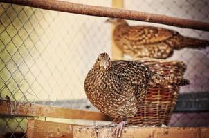 pheasant at the cage photo