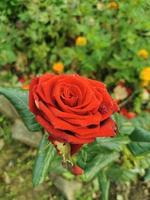 Garden flower rose photo