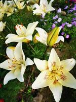 Garden blooming lilies photo