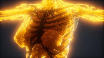animación colorida del cuerpo humano que muestra huesos y órganos foto