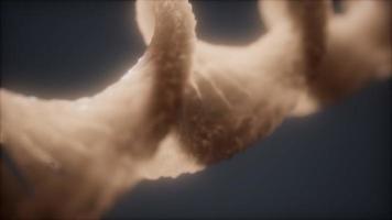 loopable structure of the DNA double helix animation photo