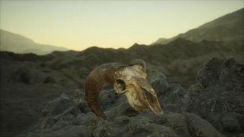 European mouflon ram skull in natural conditions in rocky mountains photo