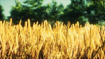 Scene of sunset or sunrise on the field with young rye or wheat in the summer photo