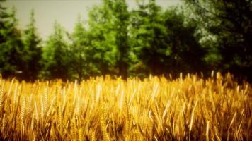 Scene of sunset or sunrise on the field with young rye or wheat in the summer photo