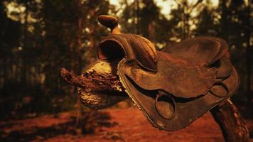 vintage Leather horse saddle on the dead tree in forest at sunset photo