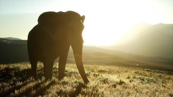old african elephant walking in savannah against sunset photo