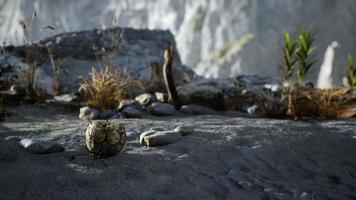 An old torn soccer ball thrown lies on sand of sea beach photo