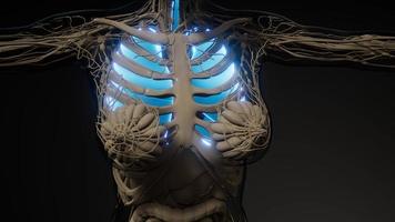 Human Lungs Radiology Exam photo