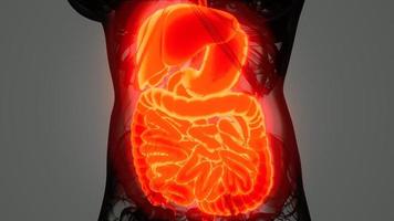 anatomía detallada del sistema digestivo humano foto