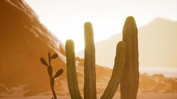 Arizona desert sunset with giant saguaro cactus photo