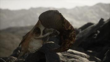 European mouflon ram skull in natural conditions in rocky mountains photo