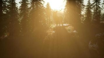 Deer Male in Forest at Sunset photo