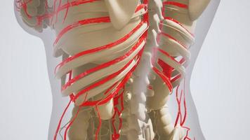 science anatomy of human Blood Vessels photo