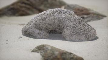 old coral on the sand beach photo