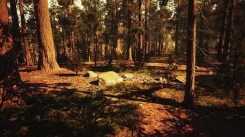 Loop Giant Sequoia Trees at summertime in Sequoia National Park, California photo