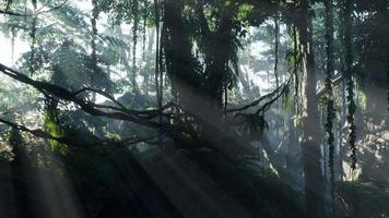 Misty jungle rainforest in fog photo