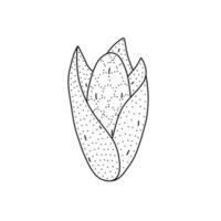 Hand drawn vector illustration of a sweet corn in doodle style. Cute illustration of a vegetable on a white background.