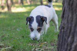 jack russell terrier play in the summer park on the green grass photo