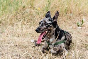 Funny non breed dog walk in the summer park photo