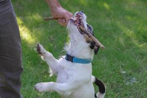 jack russell terrier juega en el parque de verano en la hierba verde foto