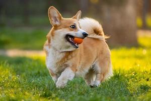 funny portrait of cute corgi dog outdoors