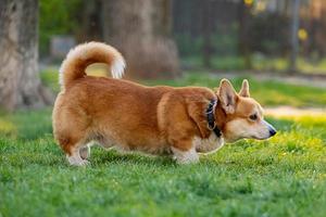 funny portrait of cute corgi dog outdoors photo